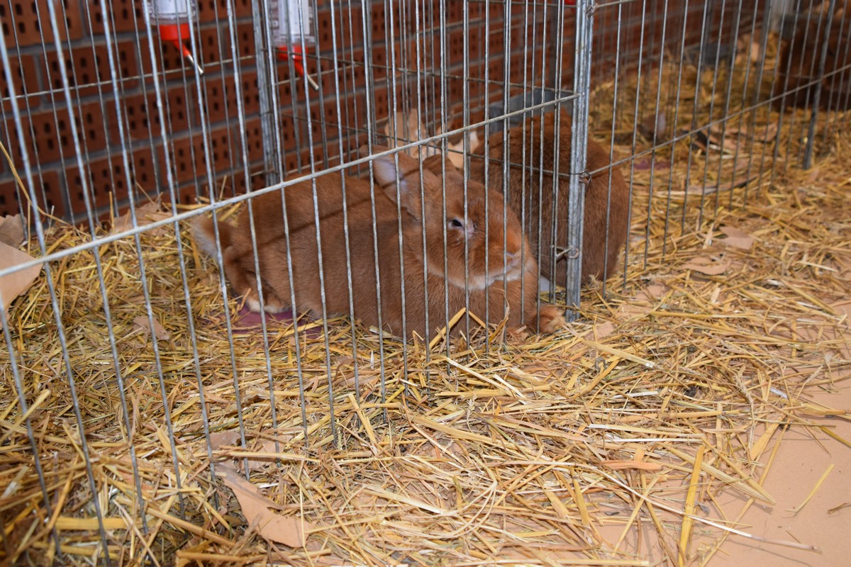 DONJA DUBRAVA Brojni posjetitelji razgledali rekordan broj eksponata na Državnoj izložbi malih životinja DONJA DUBRAVA Brojni posjetitelji razgledali rekordan broj eksponata na Državnoj izložbi malih životinja