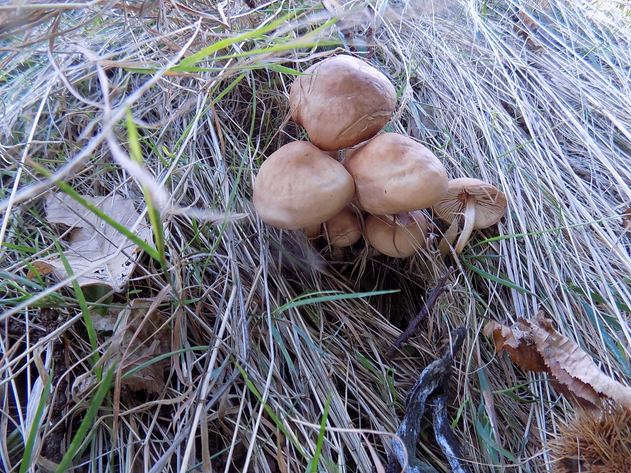 Prekrasne scene u prirodi: Kasno ljeto u gornjem Međimurju