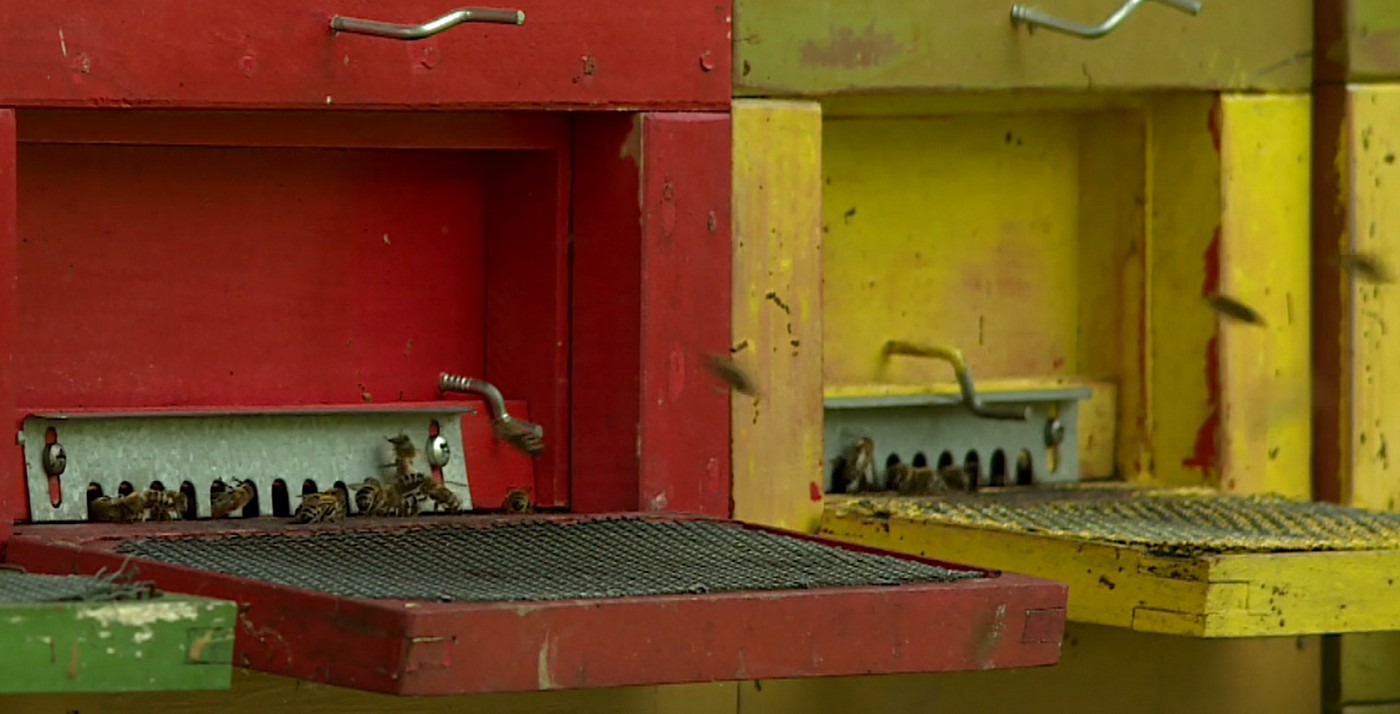 Međimurski pčelari