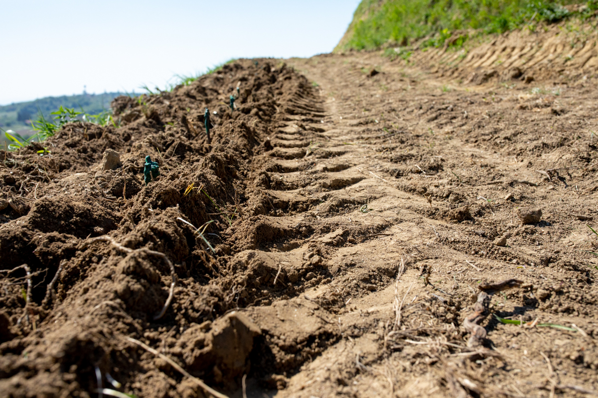 Vinarija Štampar na Mađerkinom bregu zasadila 14 tisuća čokota Pušipela
