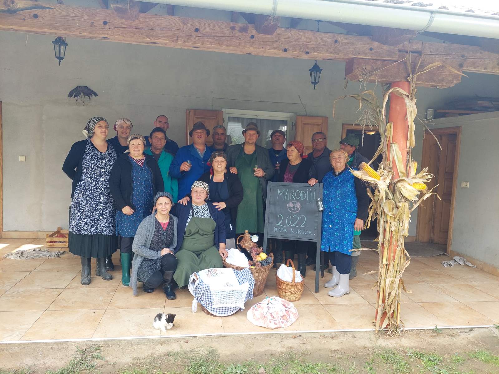 Branje kukuruza u Domašincu