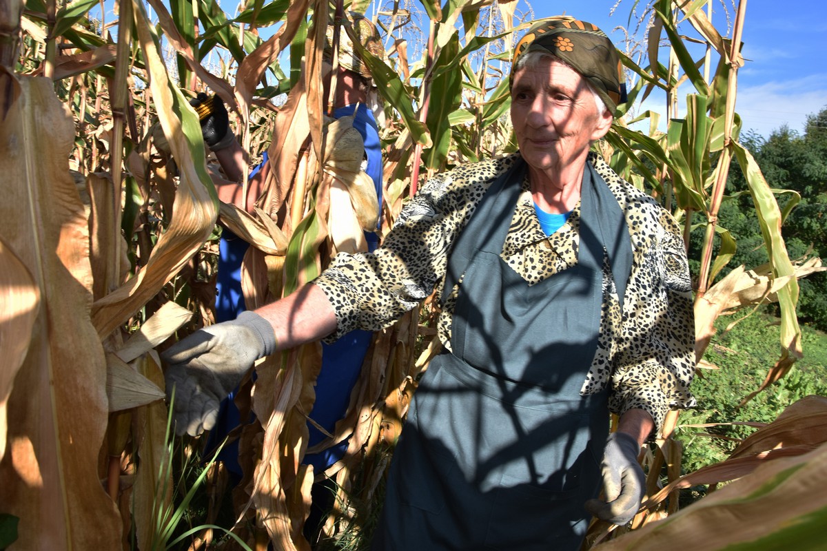 Branje kukuruza obitelj Fic, Dragoslavec Branje kukuruza obitelj Fic, Dragoslavec