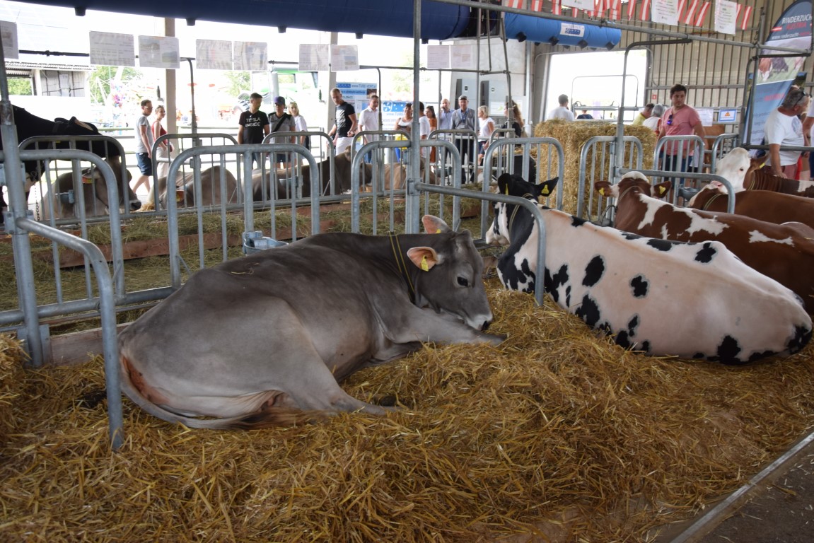 Image 5803679 (auto)