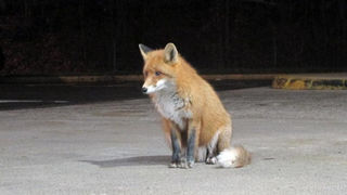 Lisica Ilustracija/Goran Kovačić/PIXSELL