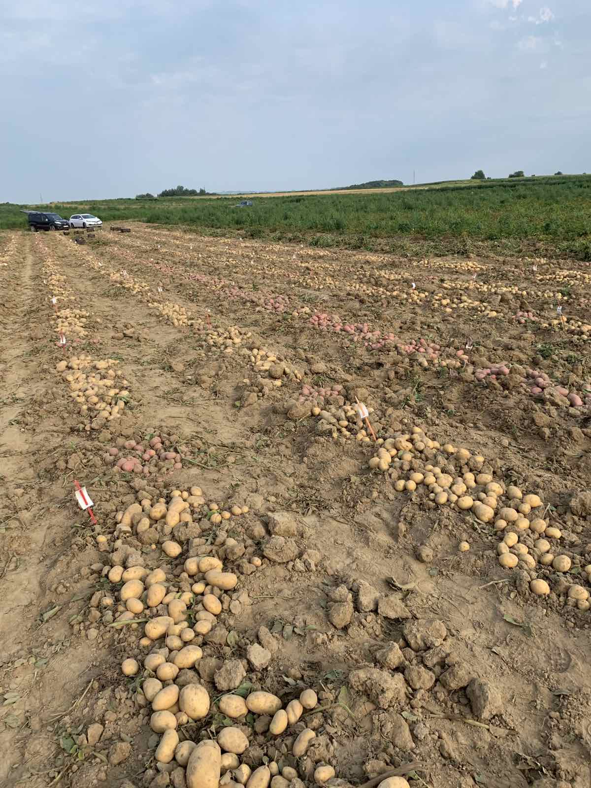 Tomislav Nikolina Filipović Tomislav Nikolina Filipović