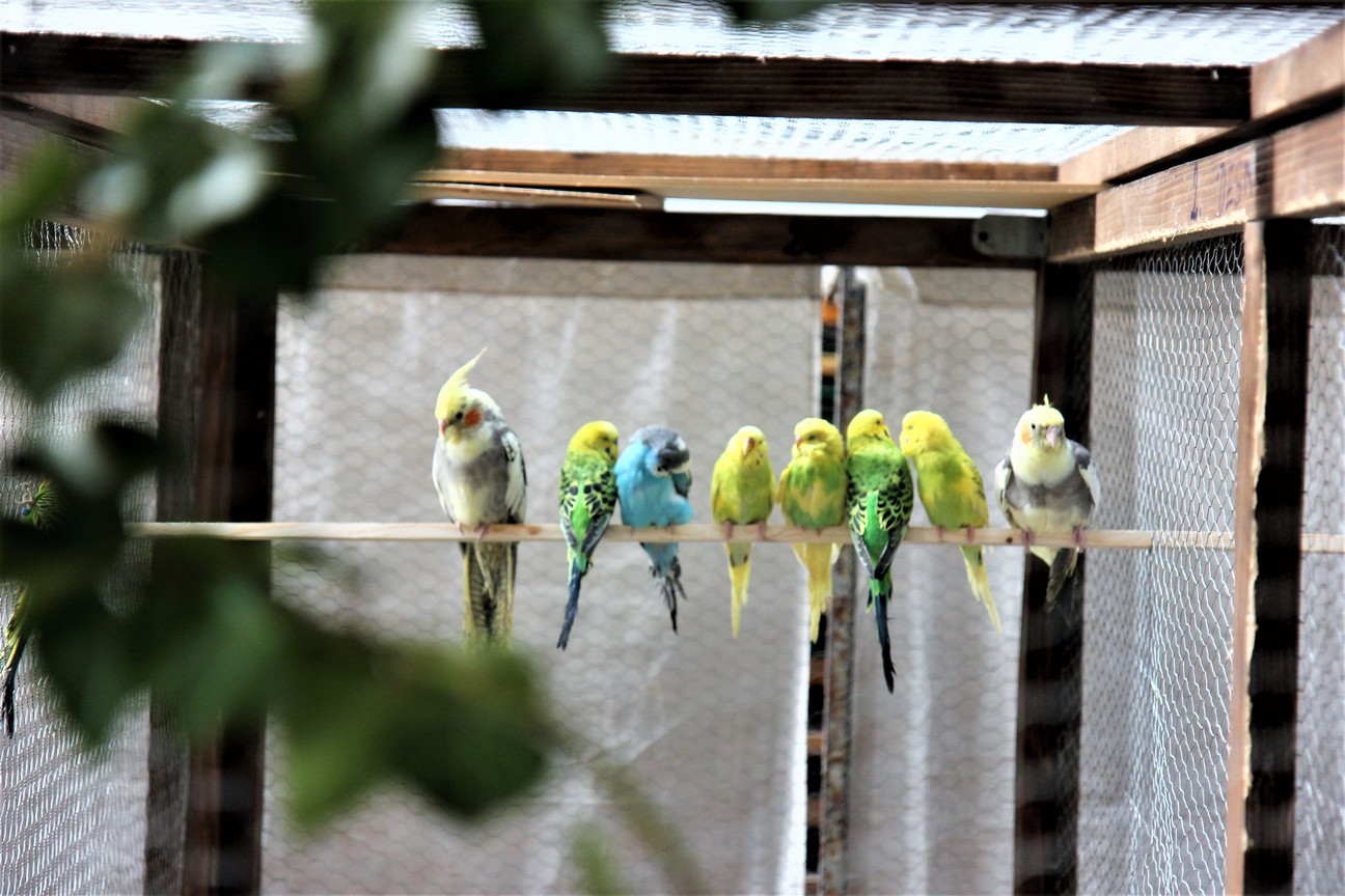 Otvorena izložba malih životinja u Nedelišću