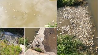 MEĐIMURSKA PRIRODA ‘Na jezeru Jegersek nije riječ o masovnom pomoru riba’ MEĐIMURSKA PRIRODA ‘Na jezeru Jegersek nije riječ o masovnom pomoru riba’