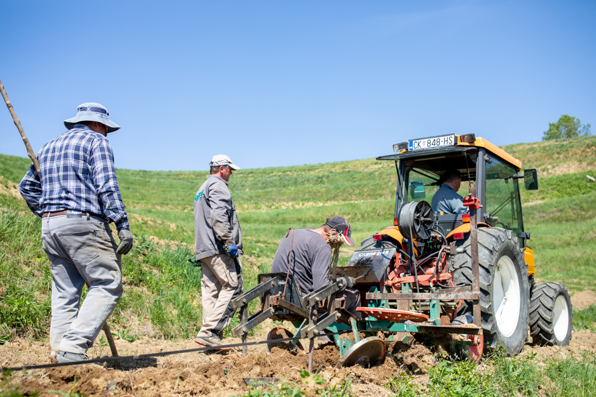 Vinarija Štampar na Mađerkinom bregu zasadila 14 tisuća čokota Pušipela