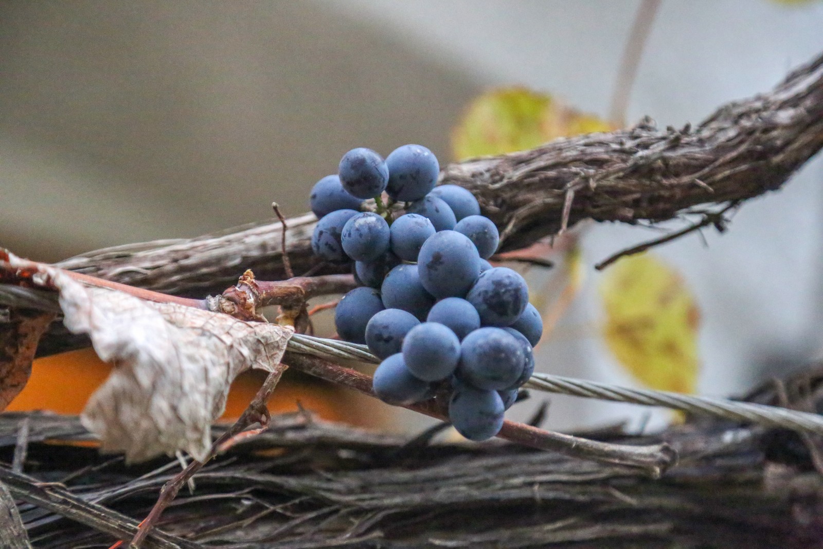 Međimurska hiža starina u Podturnu