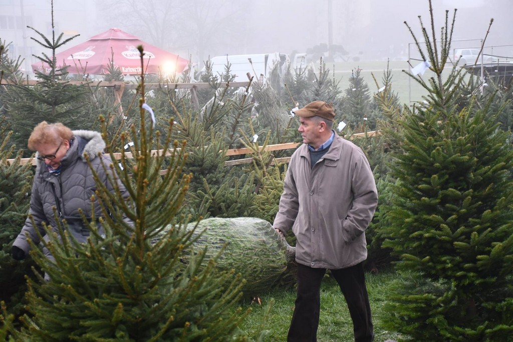 Ponuda božićnih drvaca