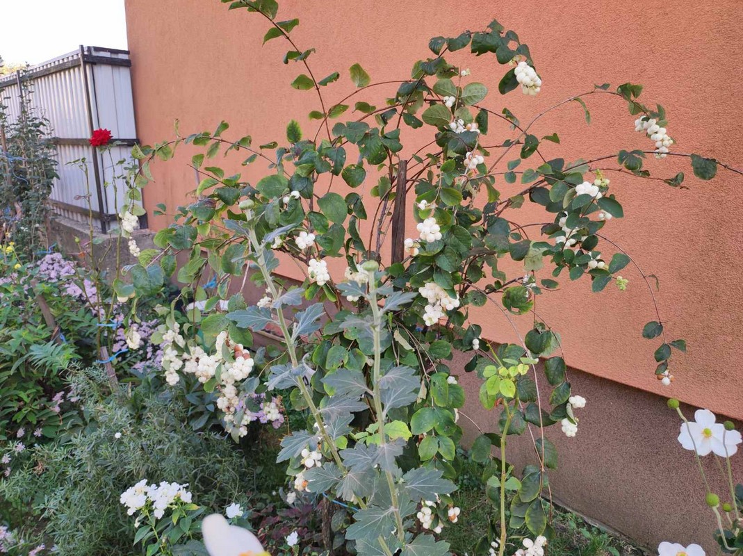 PRELOG Elizabeta Pianec na pragu 81. rođendana brine o cvijeću i priprema odličan kompot od tikvica PRELOG Elizabeta Pianec na pragu 81. rođendana brine o cvijeću i priprema odličan kompot od tikvica