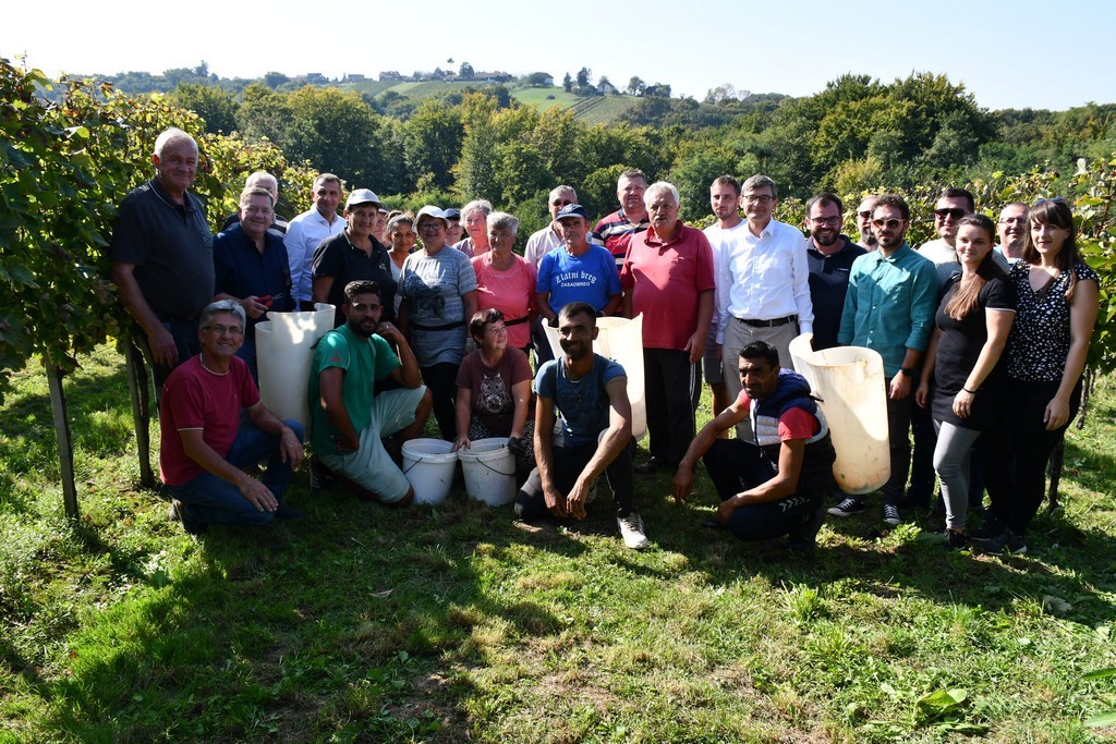 Vinarija Horvat, berba