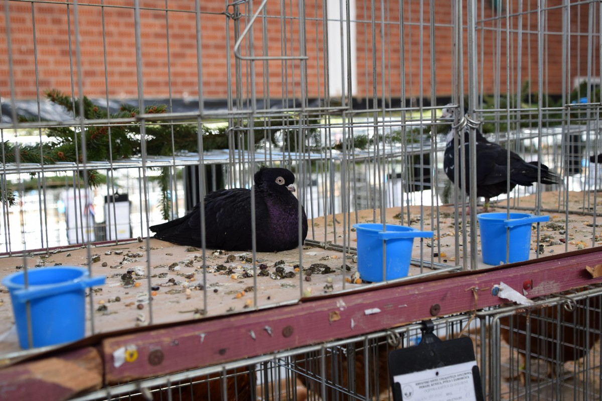 DONJA DUBRAVA Brojni posjetitelji razgledali rekordan broj eksponata na Državnoj izložbi malih životinja DONJA DUBRAVA Brojni posjetitelji razgledali rekordan broj eksponata na Državnoj izložbi malih životinja