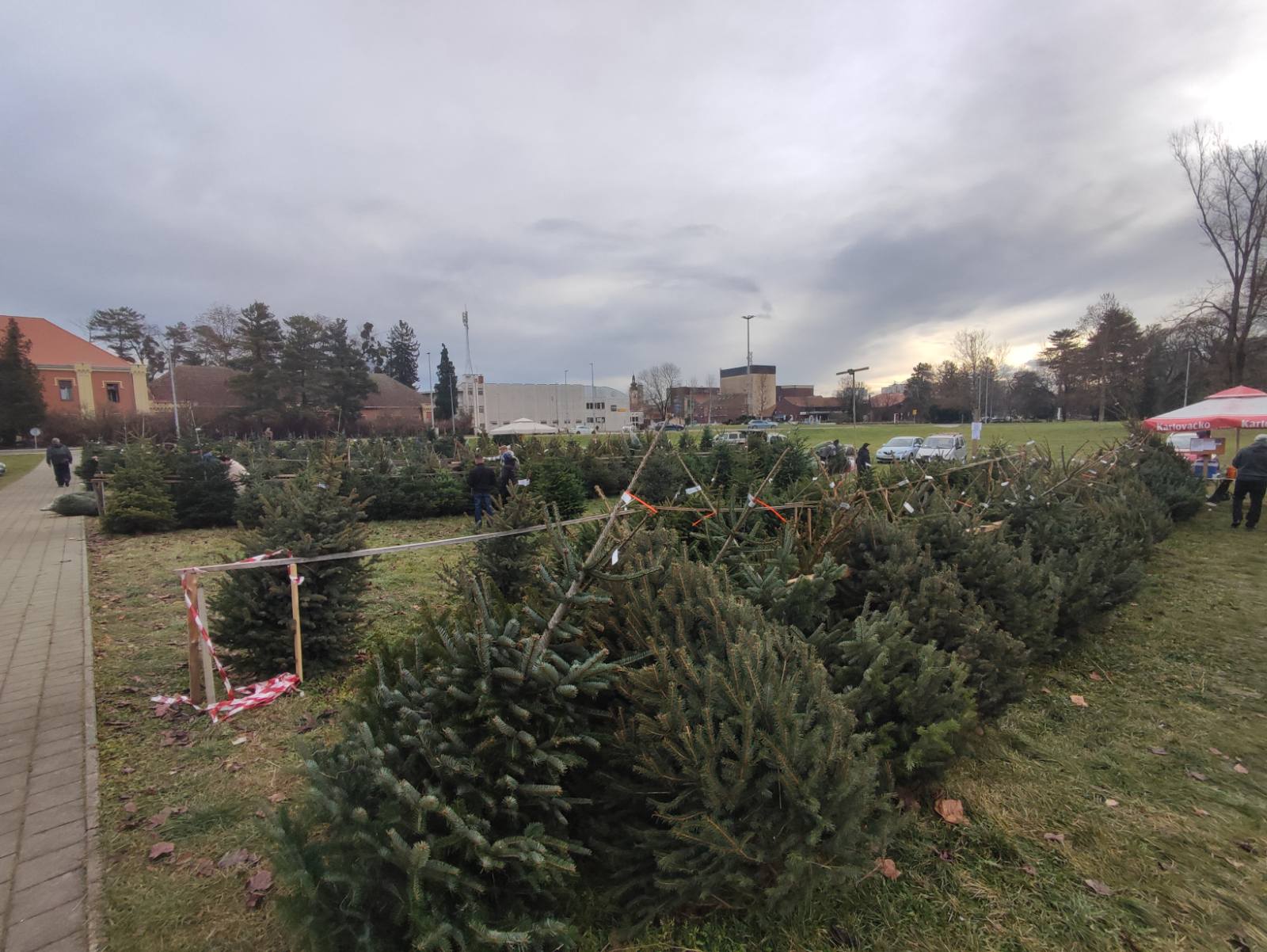 NIKOLA RADIKOVIĆ Najviše se traže nordijske jele i smreke