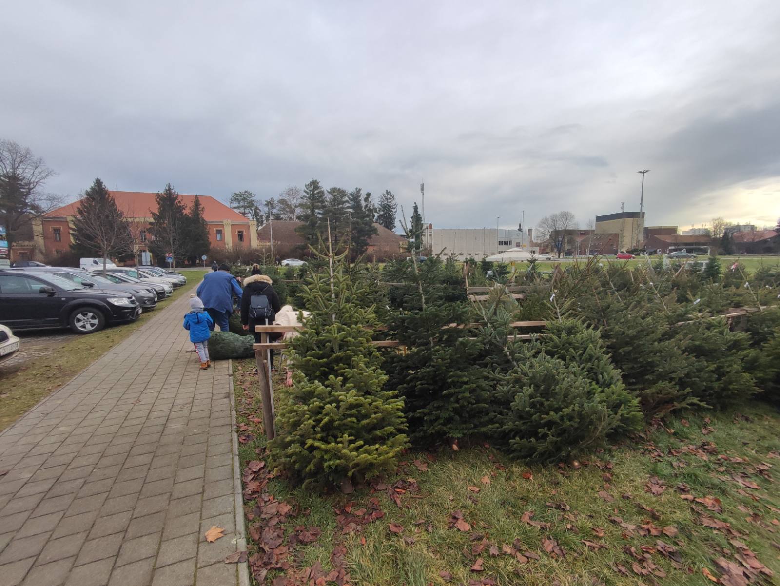 NIKOLA RADIKOVIĆ Najviše se traže nordijske jele i smreke