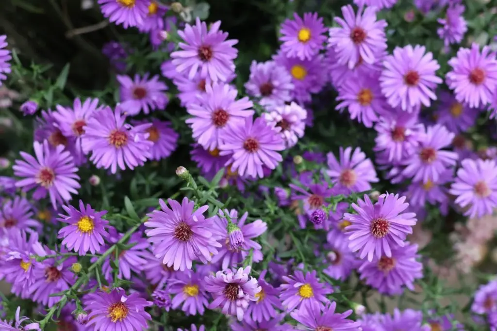 bakini kolači 2024 MŽ (24)