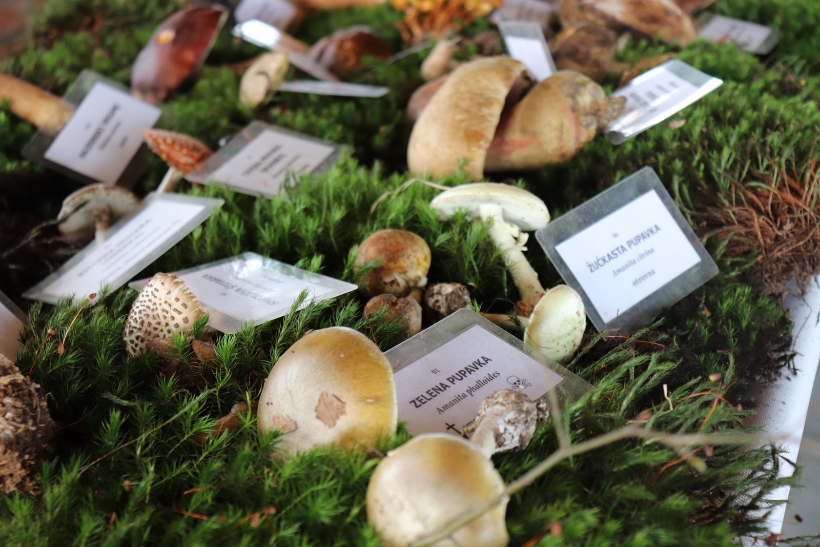 U Goričanu održana Gljivarijada