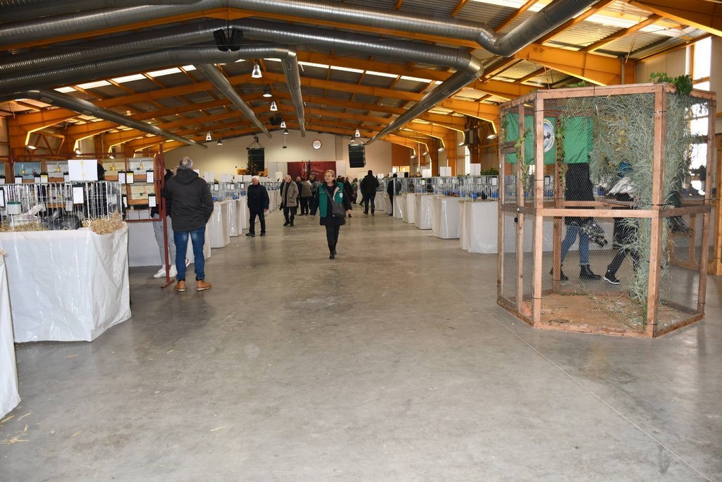 IZLOŽBA MALIH ŽIVOTINJA Izloženo preko tisuću malih životinja vrhunskih uzgajivača iz Hrvatske, ali i šire IZLOŽBA MALIH ŽIVOTINJA Izloženo preko tisuću malih životinja vrhunskih uzgajivača iz Hrvatske, ali i šire