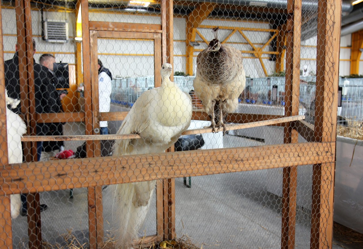 Otvorena izložba malih životinja u Nedelišću