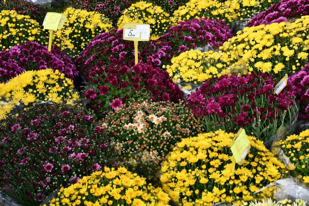 FOTO S dolaskom hladnijih dana povećan interes za kupnju drva za ogrjev