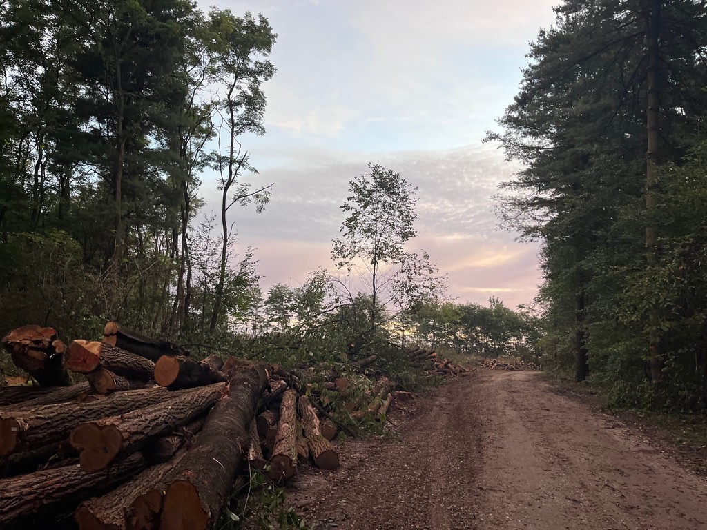 ‘GOLOSJEK’ STABALA Mještani se pitaju: Zbog čega se ruše stabla u ‘Martici’? Istražili smo, evo odgovora