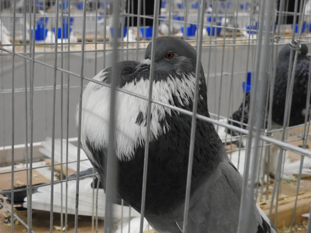 Izložba malih životinja, Mesap,