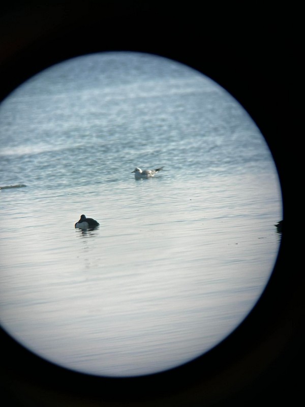 Ptičarenje Marina 2024