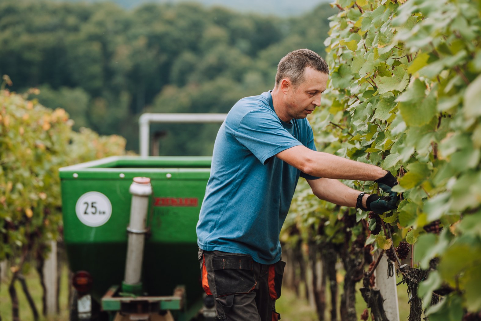 Image 5076600 (auto)