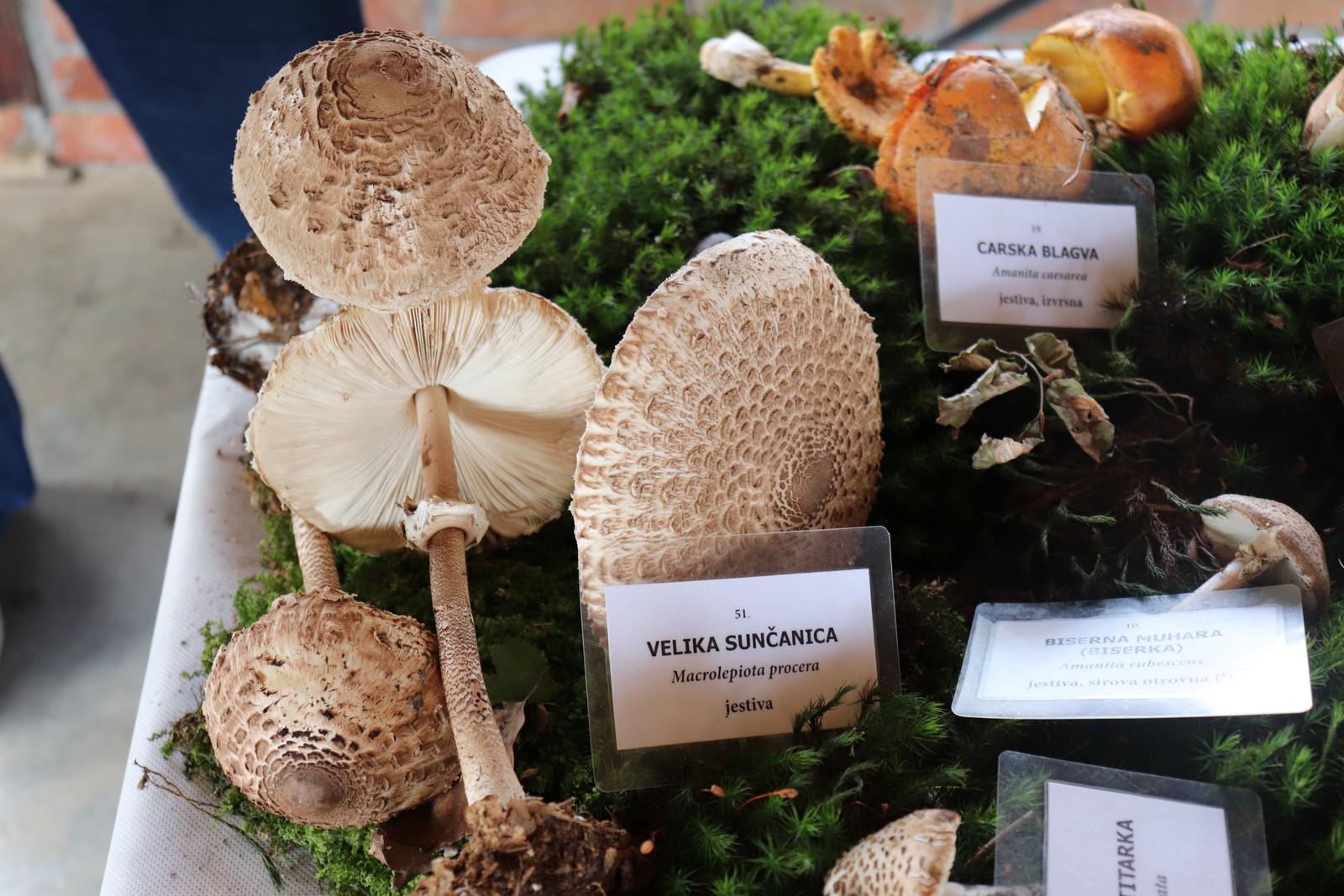 U Goričanu održana Gljivarijada