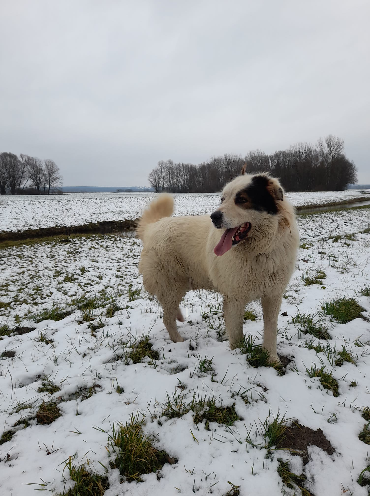 Kućni ljubimci vole snijeg