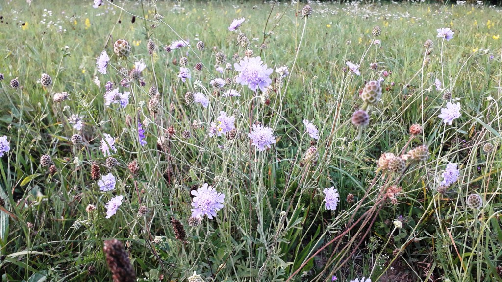 bedekovićeve grabe (15)