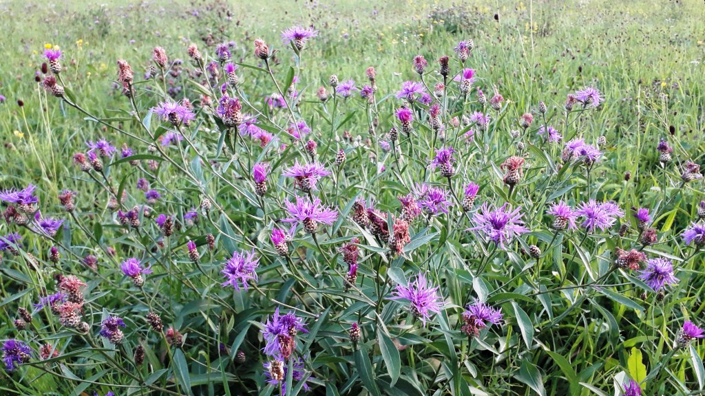 bedekovićeve grabe (17)