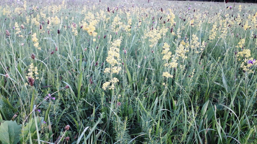 bedekovićeve grabe (18)