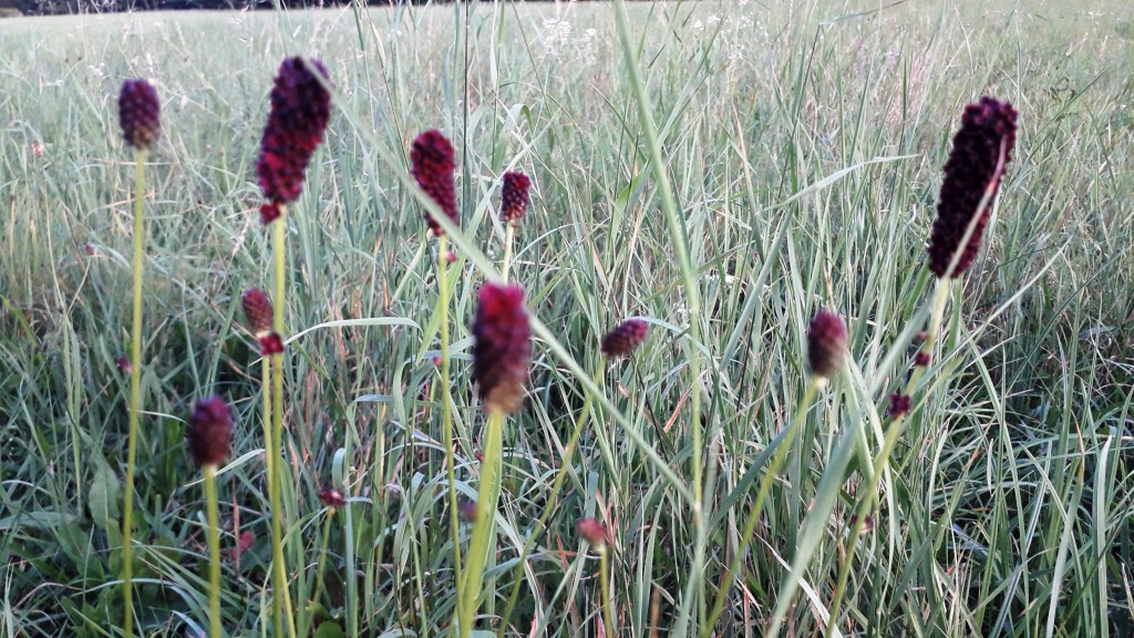 bedekovićeve grabe (19)