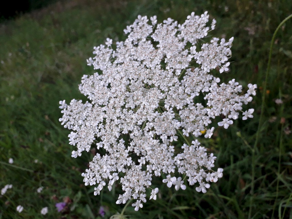 bedekovićeve grabe (2)
