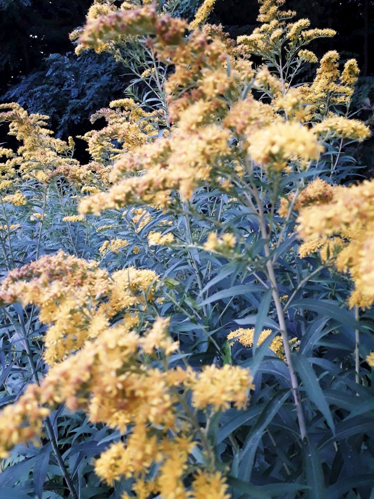 bedekovićeve grabe (3)