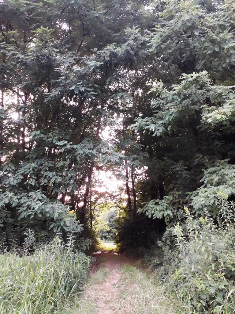 bedekovićeve grabe (4)