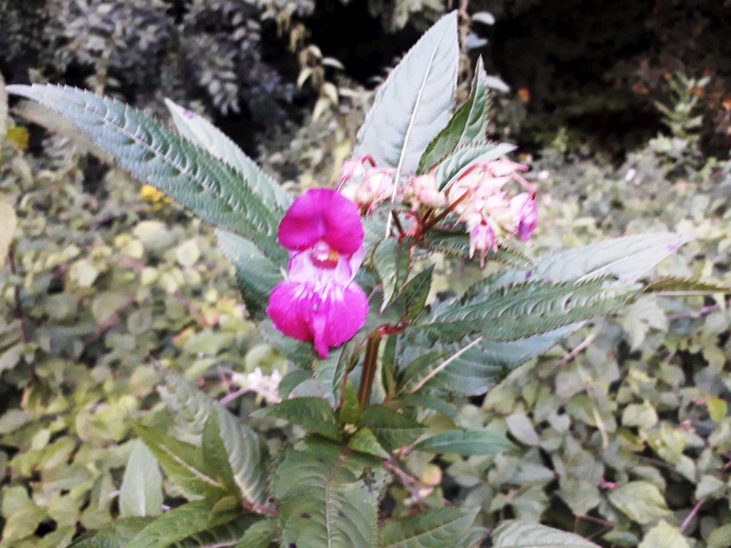 bedekovićeve grabe (5)