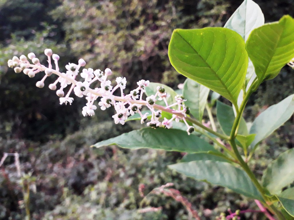 bedekovićeve grabe (6)