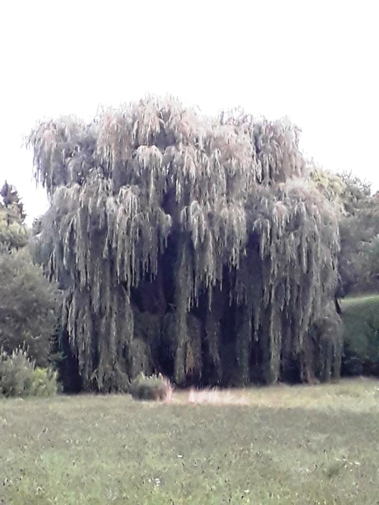 bedekovićeve grabe (7)