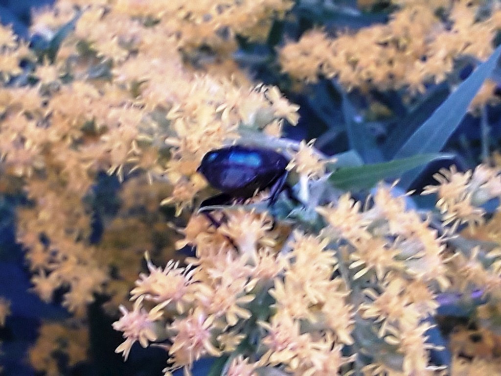 bedekovićeve grabe (8)