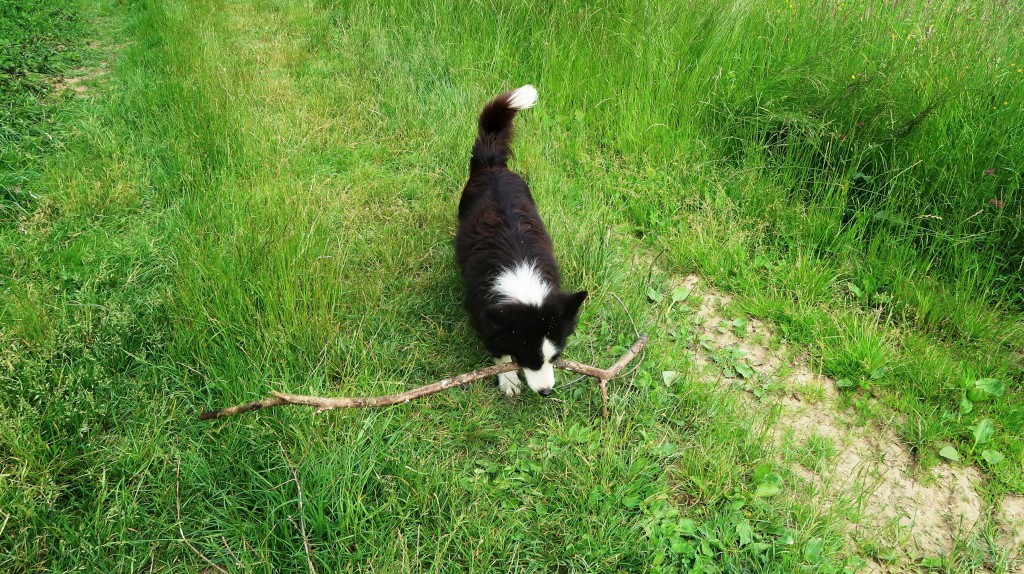 bedekovićeve grabe,projekt,škola pleškovec (16) bedekovićeve grabe,projekt,škola pleškovec (16)