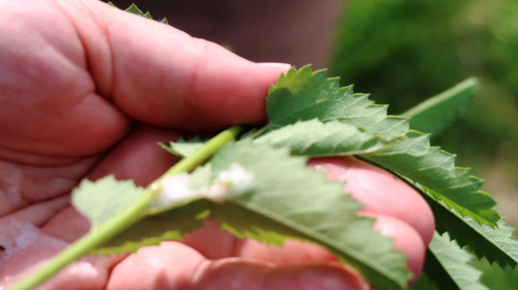 bedekovićeve grabe,projekt,škola pleškovec (23) bedekovićeve grabe,projekt,škola pleškovec (23)