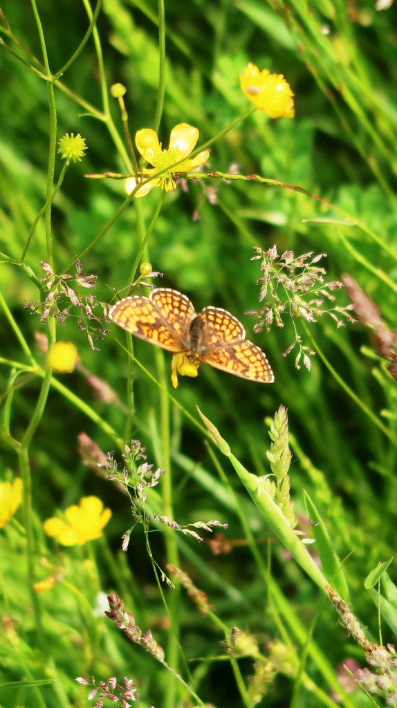 bedekovićeve grabe,projekt,škola pleškovec (25) bedekovićeve grabe,projekt,škola pleškovec (25)