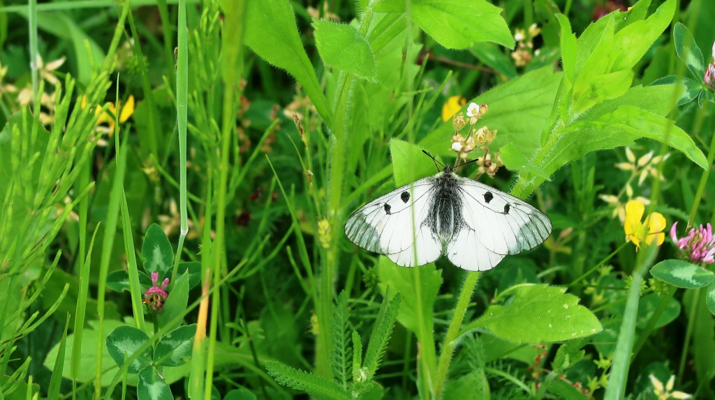 bedekovićeve grabe,projekt,škola pleškovec (26) bedekovićeve grabe,projekt,škola pleškovec (26)