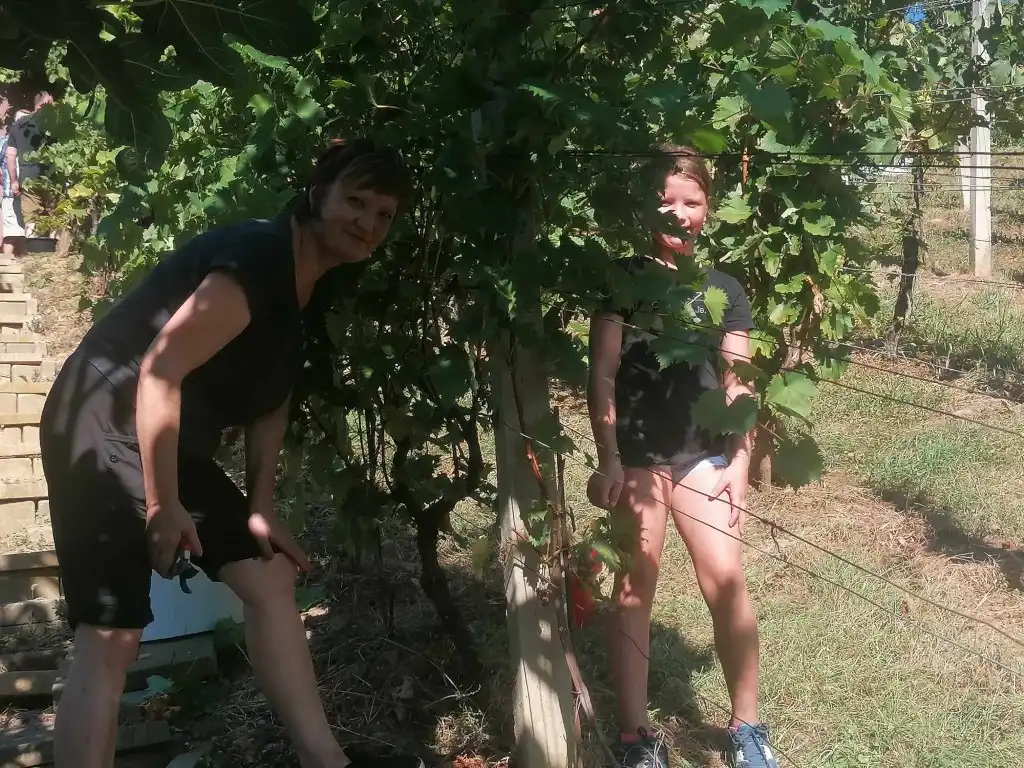 berba na balog bregu (2)