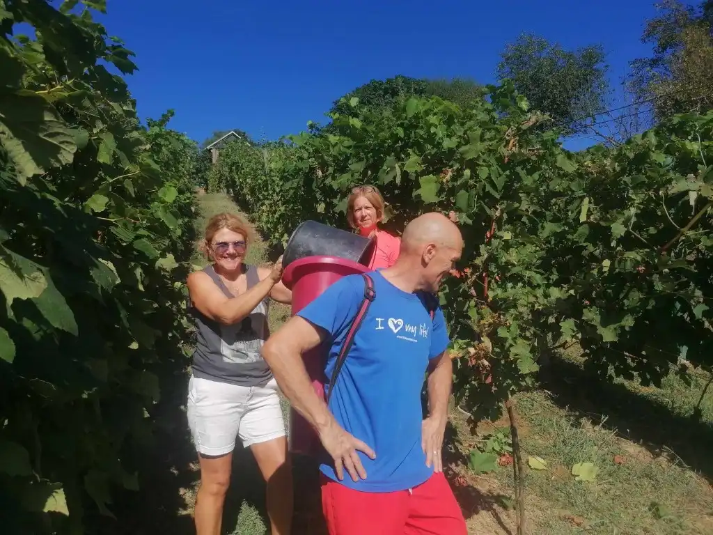 berba na balog bregu (22)