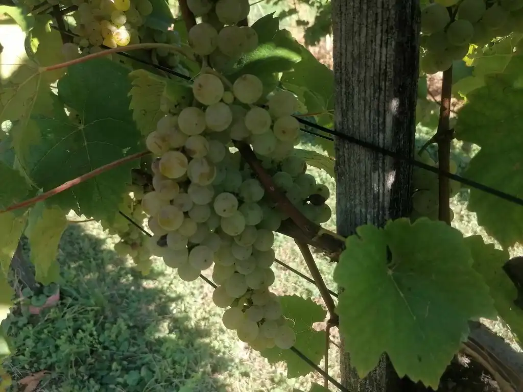 berba na balog bregu (23)