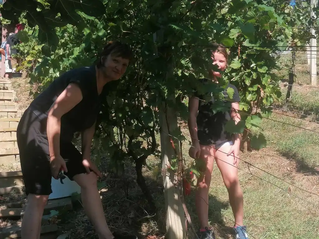 berba na balog bregu (32)