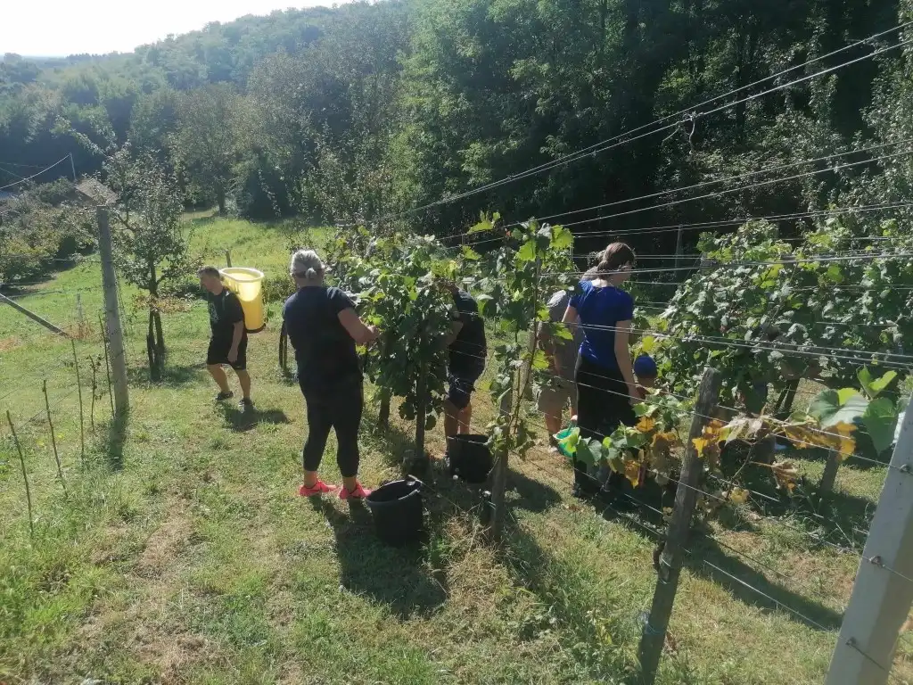 berba na balog bregu (4)